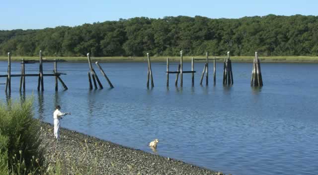 Retrieving Sticks in Back River